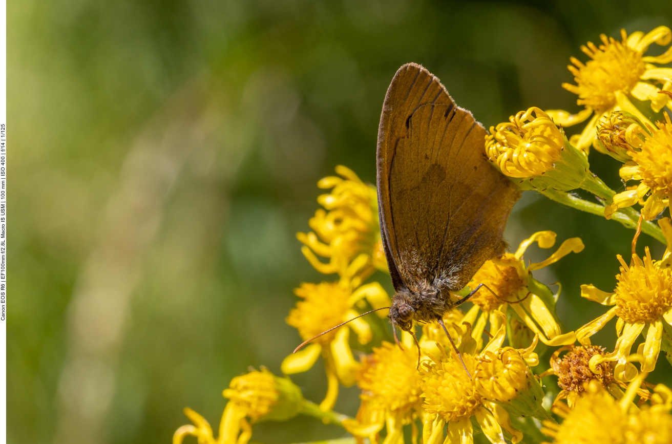 Schmetterling