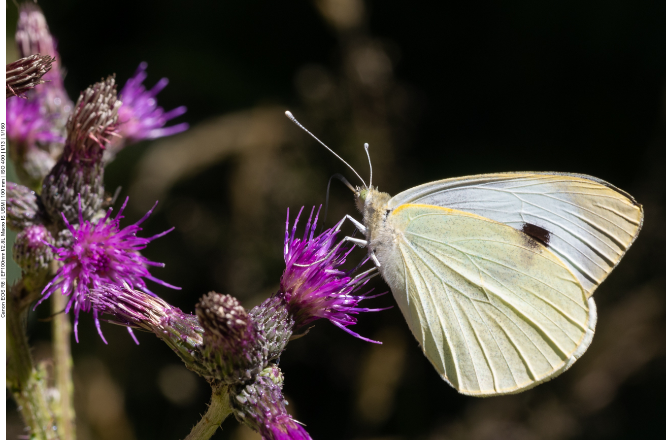 Schmetterling