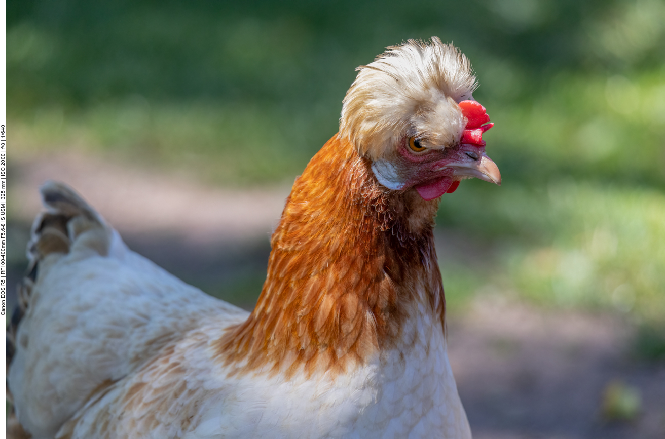 Lustiges Huhn
