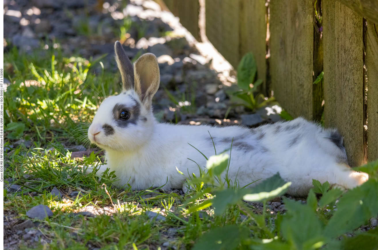 Müdes Kaninchen