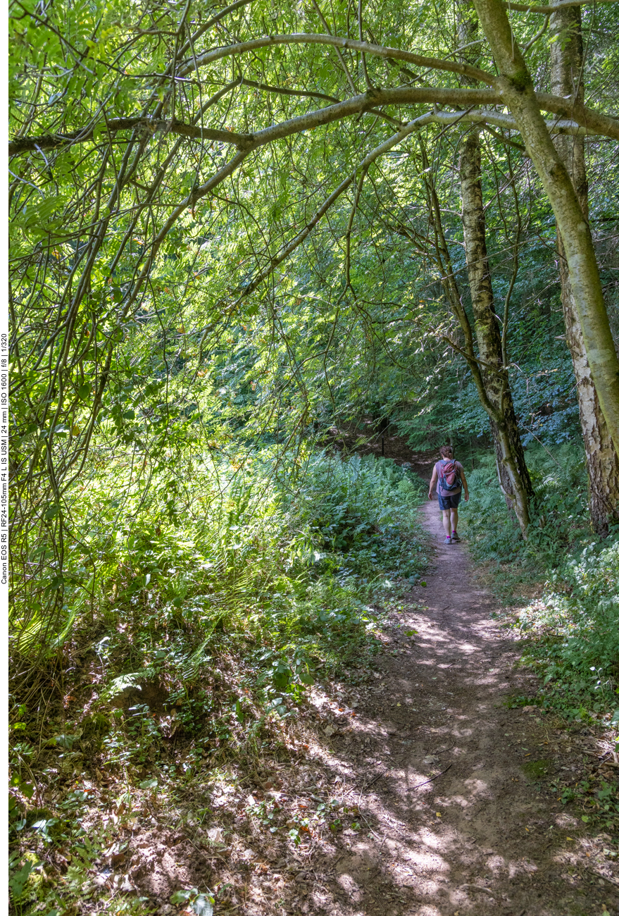 Schattiger Pfad durch den Wald