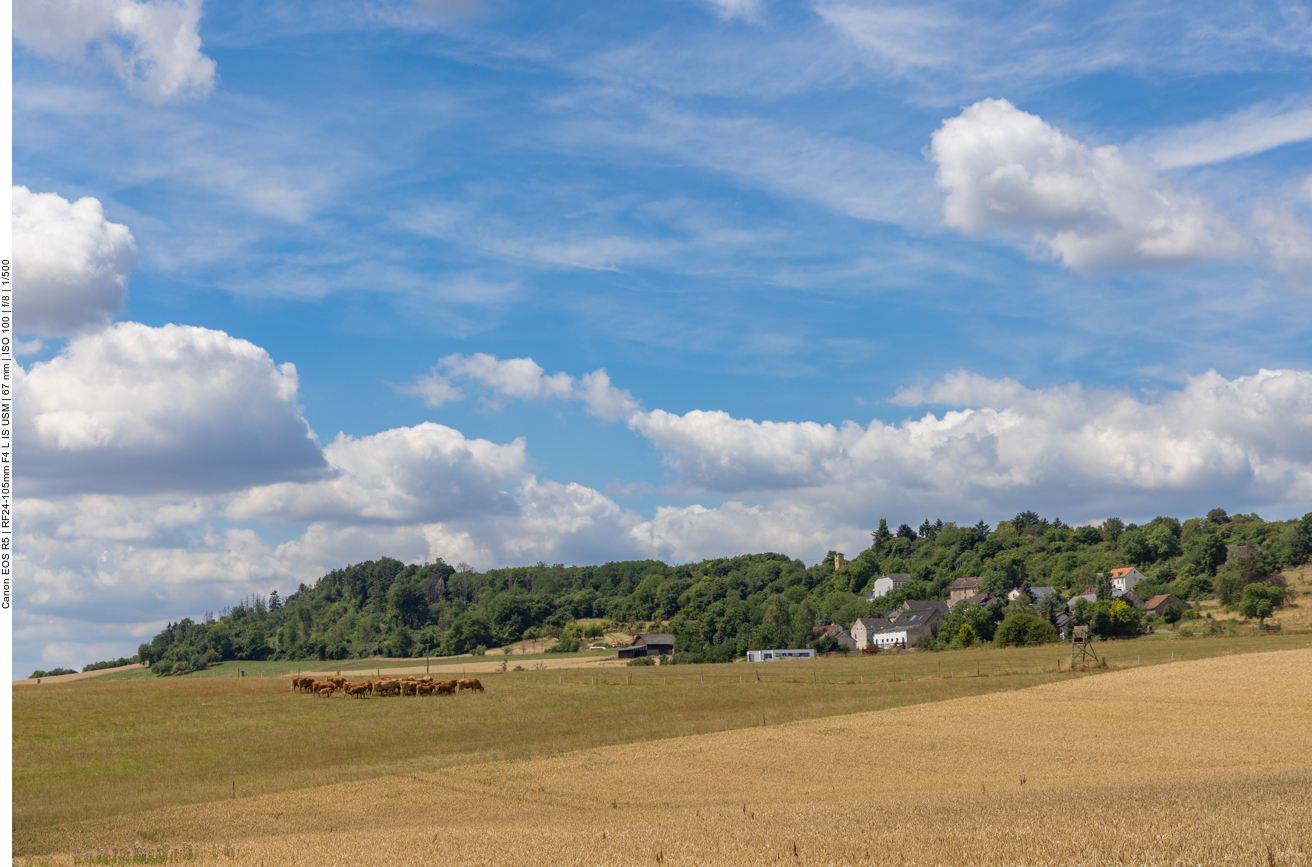 Kuhweide und hügelige Landschaft