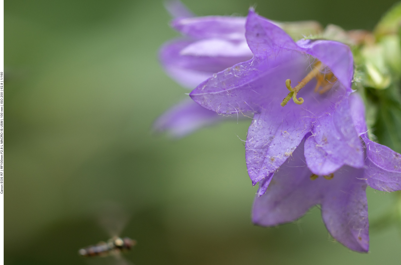 Nessel-Glockenblume [Campanula trachelium]