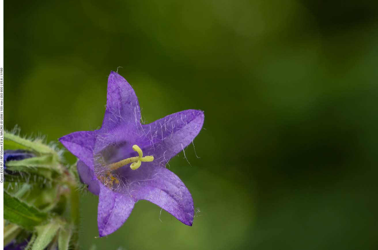 Nessel-Glockenblume [Campanula trachelium]