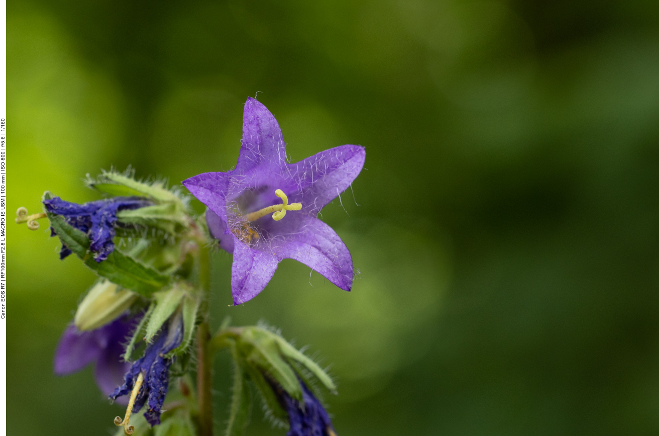 Nessel-Glockenblume [Campanula trachelium]