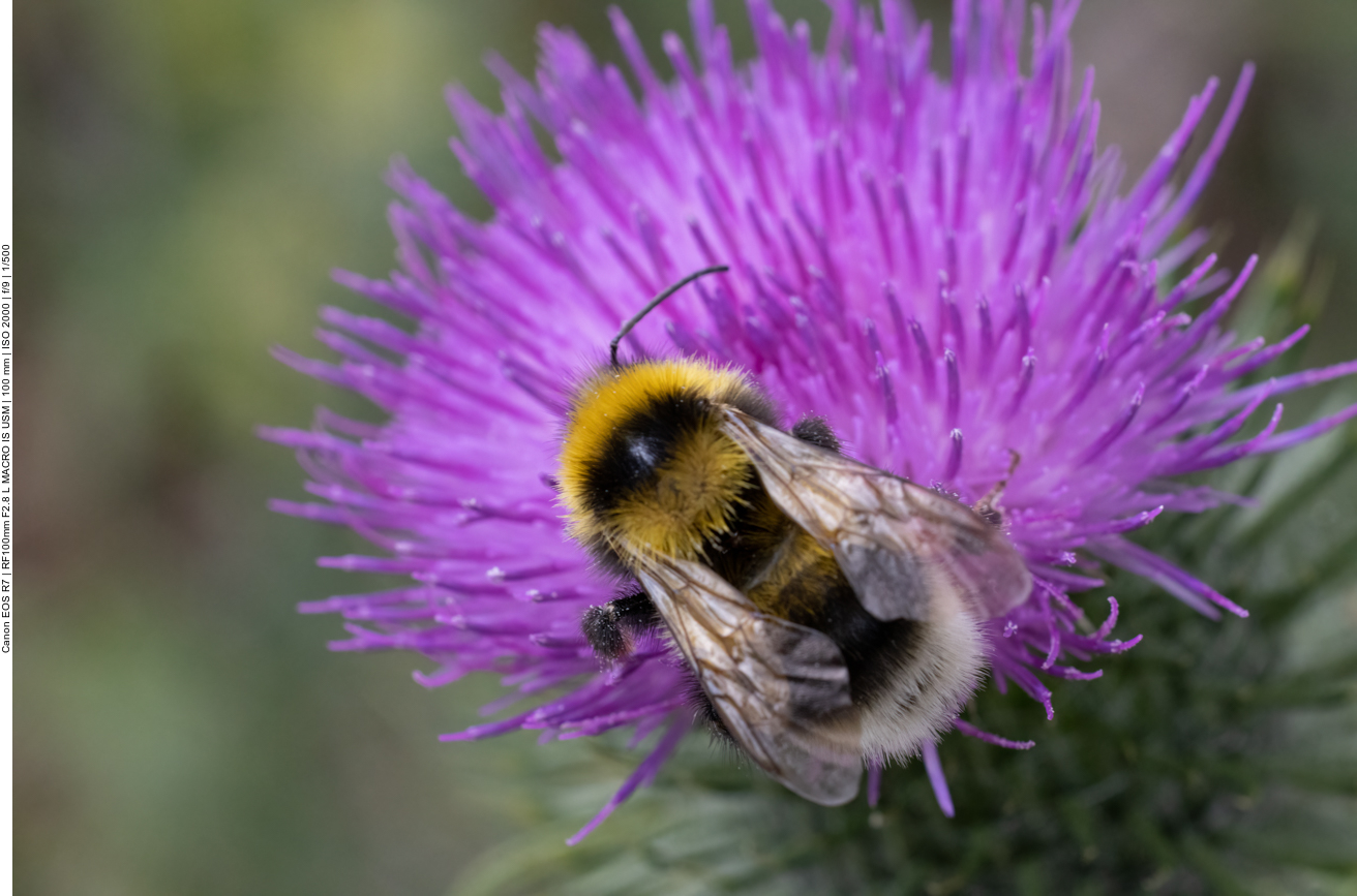 Hummel auf Kratzdistel