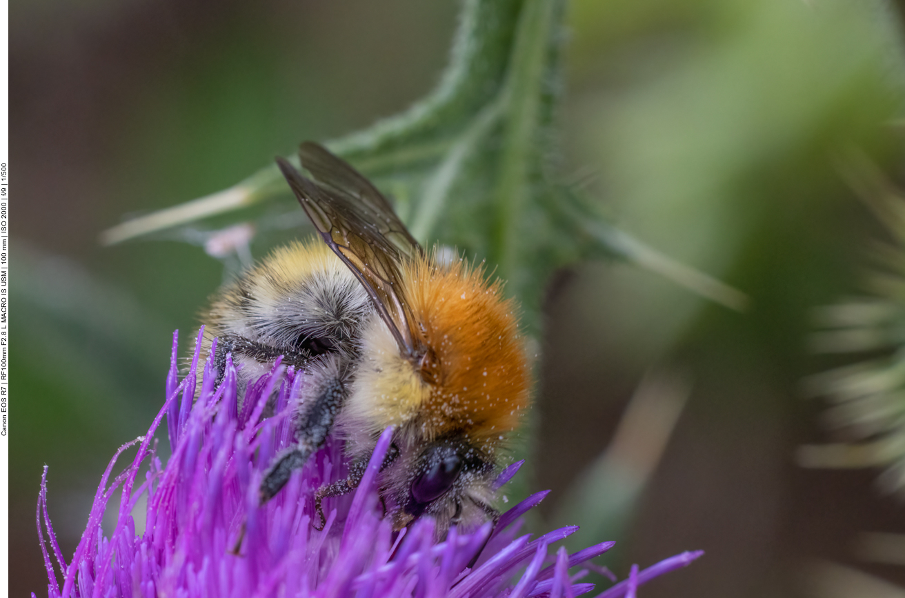 Hummel auf Kratzdistel