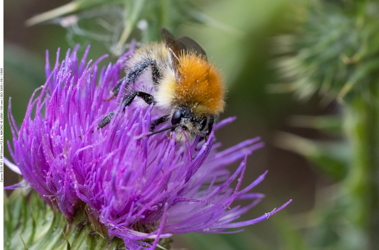 Hummel auf Kratzdistel