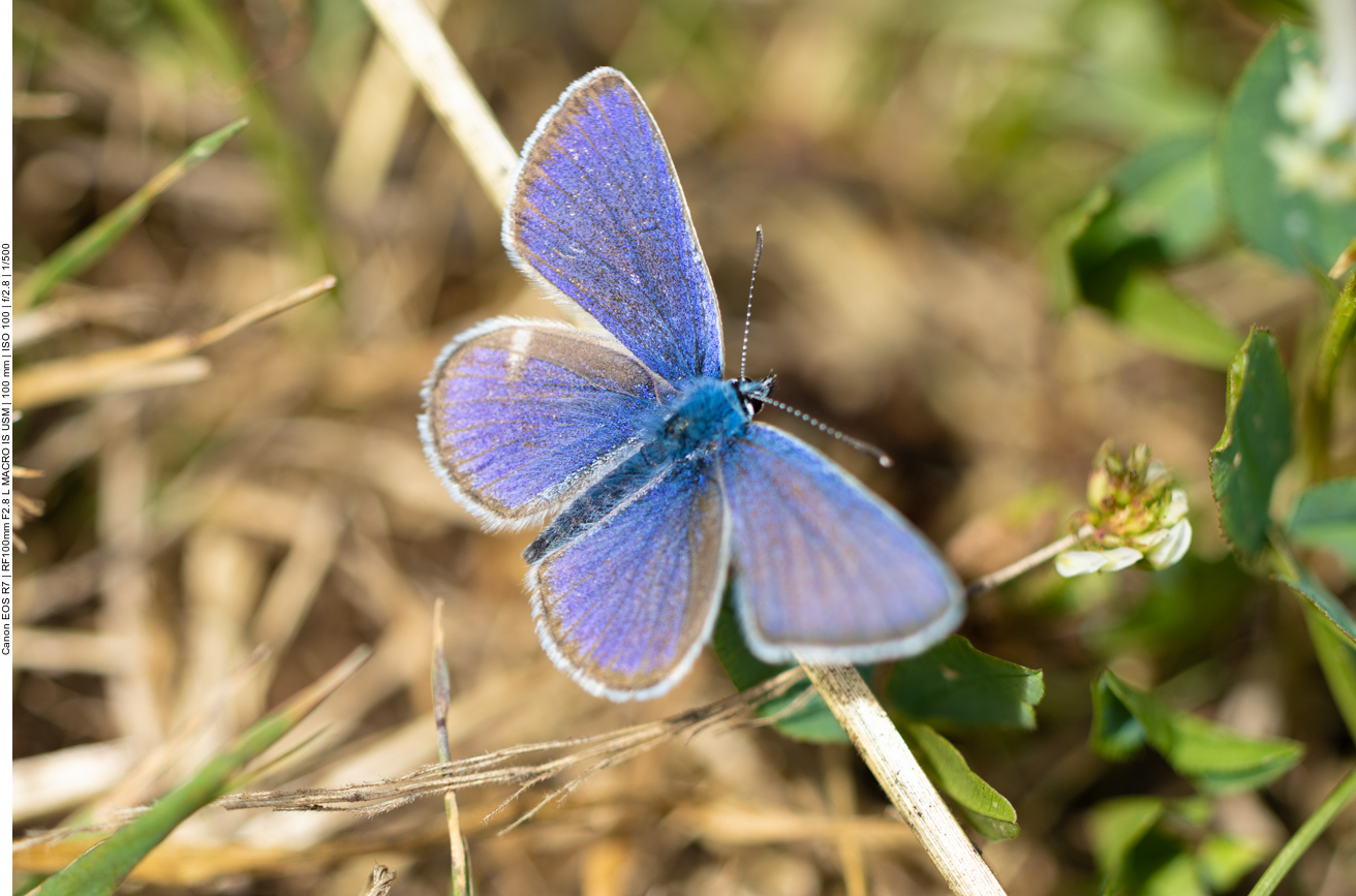 Heller Wiesenknopf-Ameisenbläuling