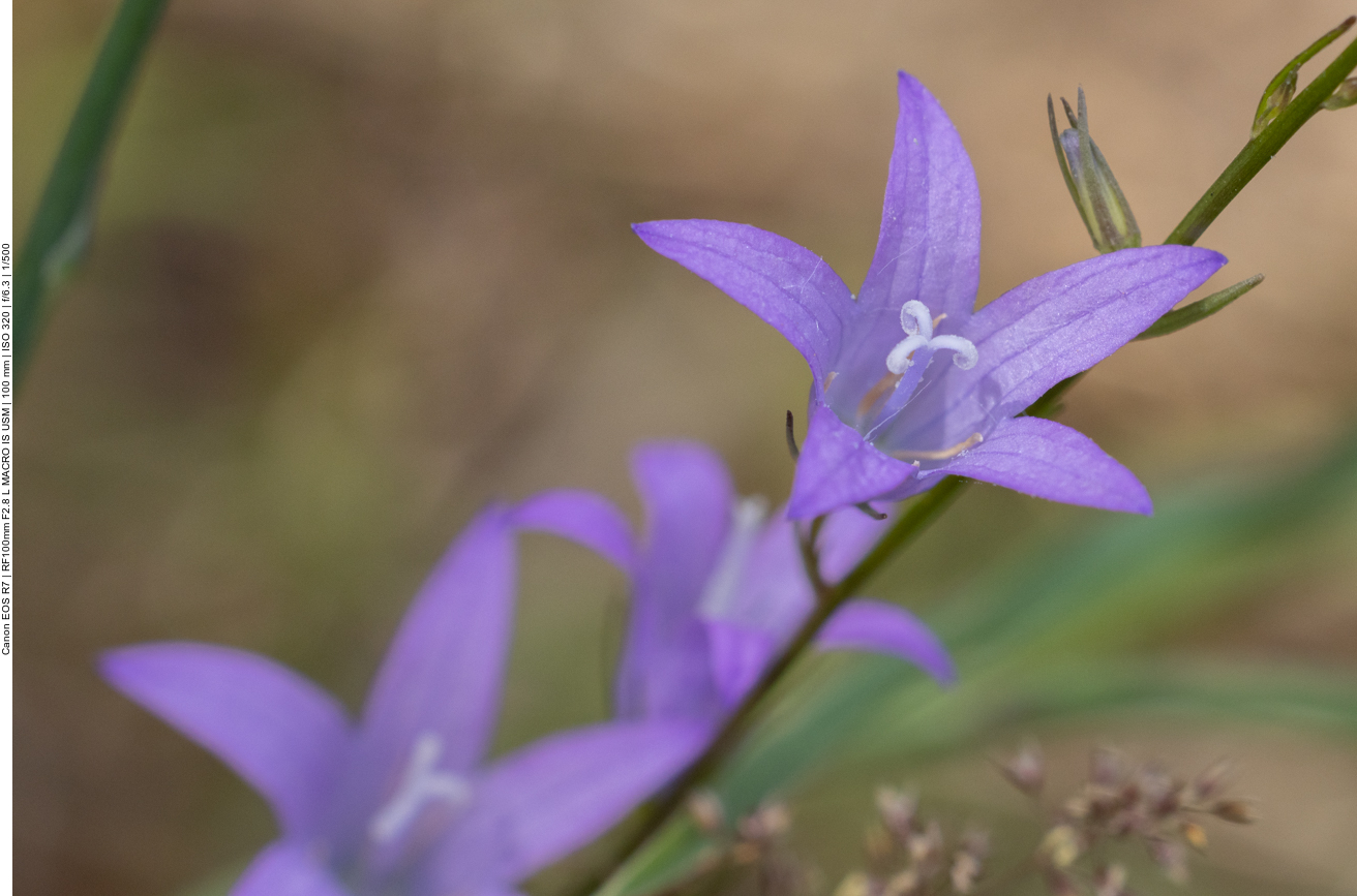 Rapunzel-Glockenblume [Campanula rapunculus]