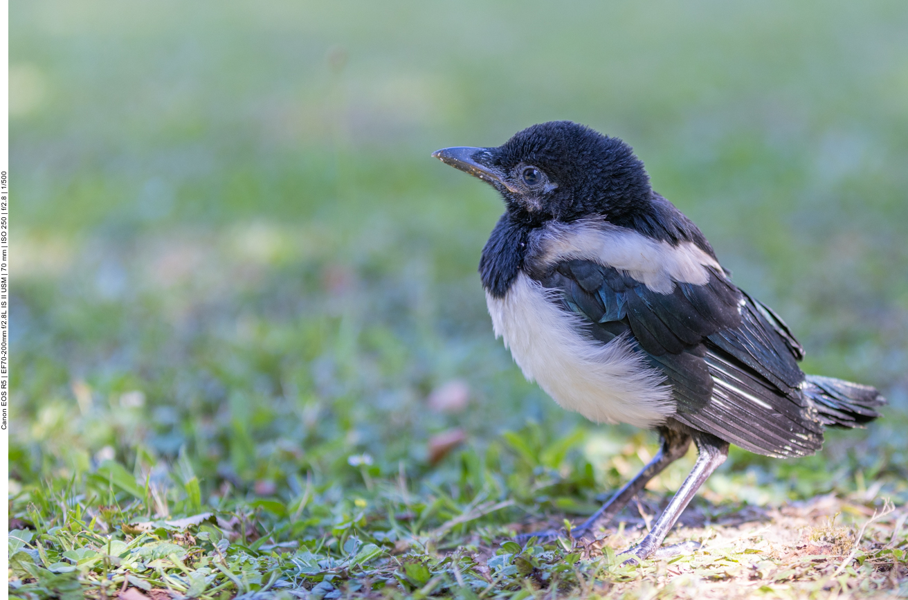 Junge Elster im Garten