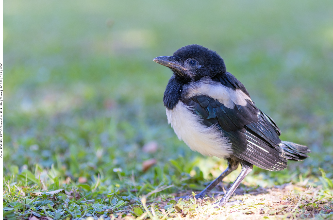 Junge Elster im Garten