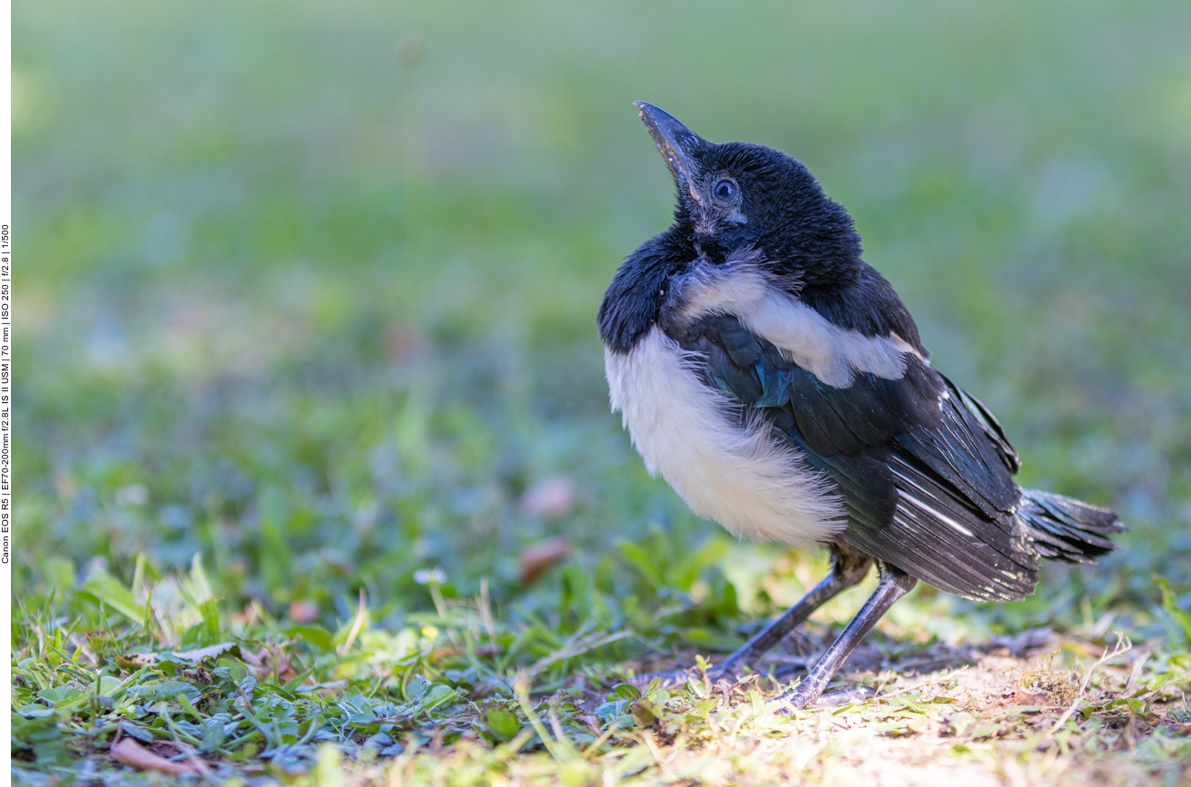 Junge Elster im Garten