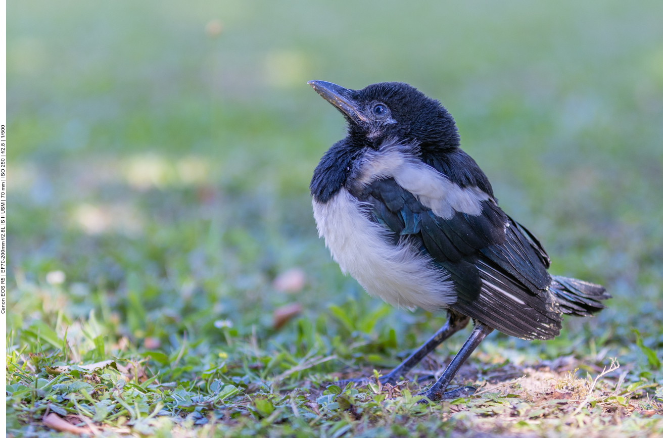 Junge Elster im Garten
