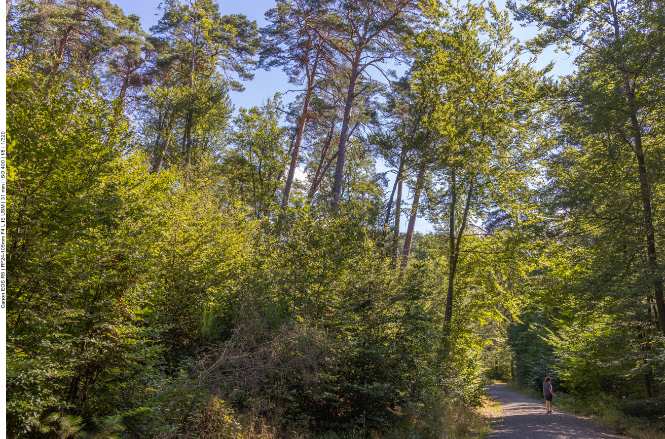 Schattiger Waldweg