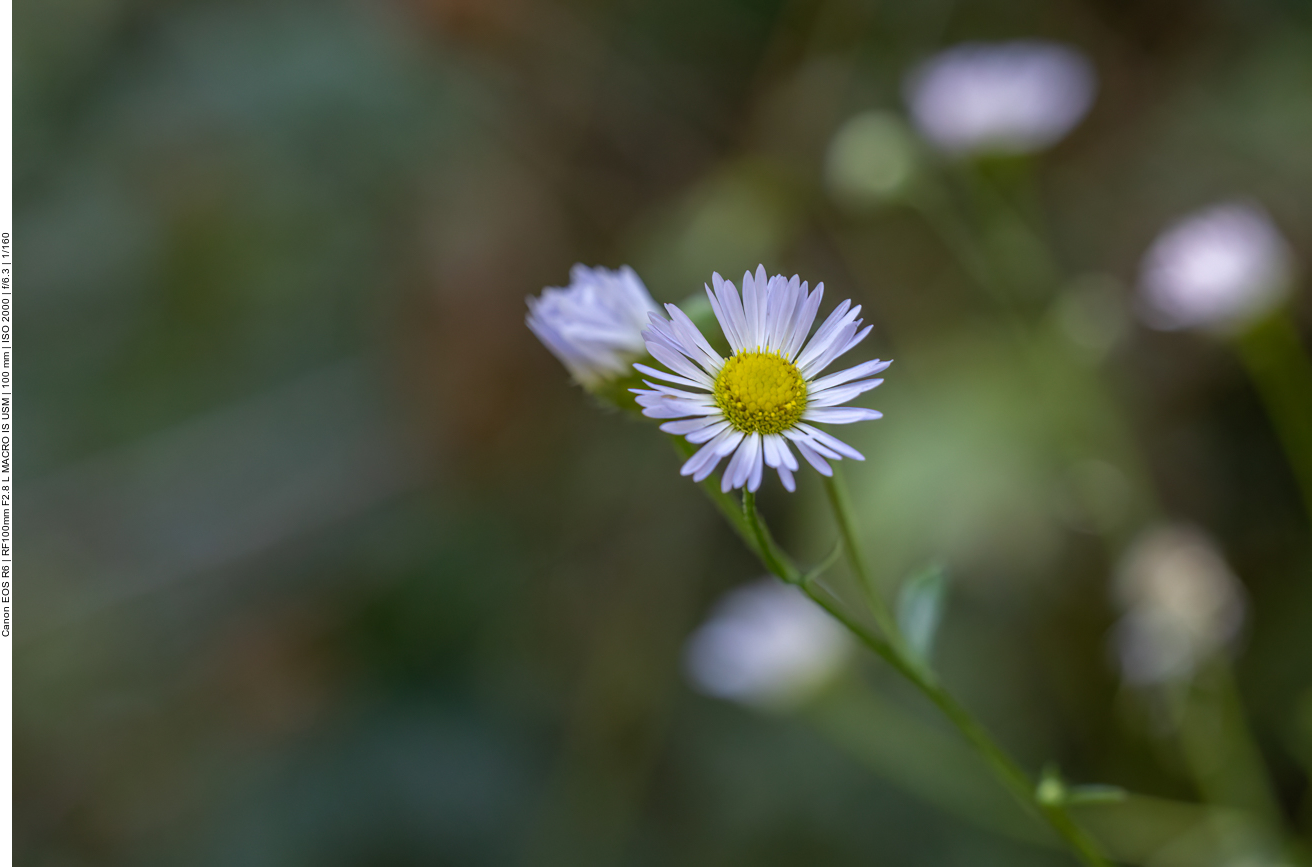 Einjähriges Berufkraut [Erigeron annuus]