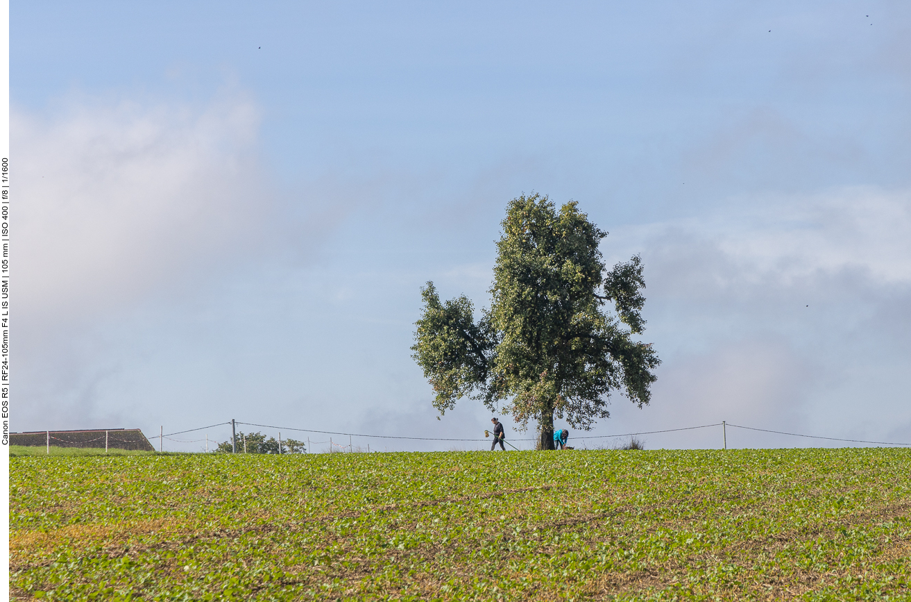 Bei der Ernte