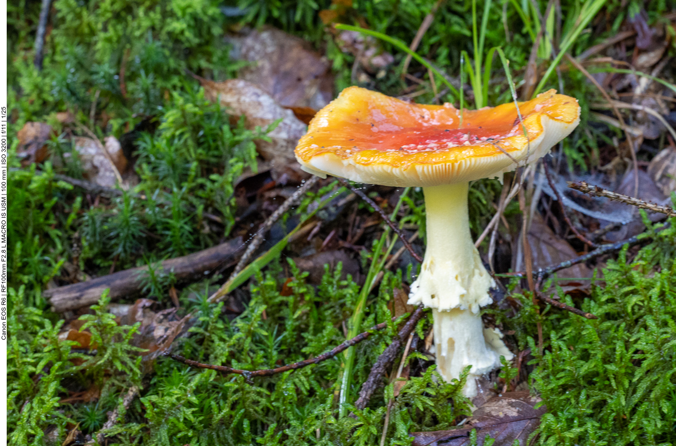 Fliegenpilz