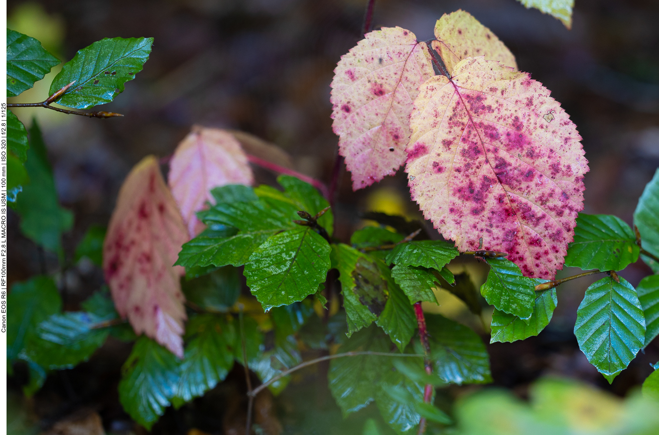 Herbstliche Farben