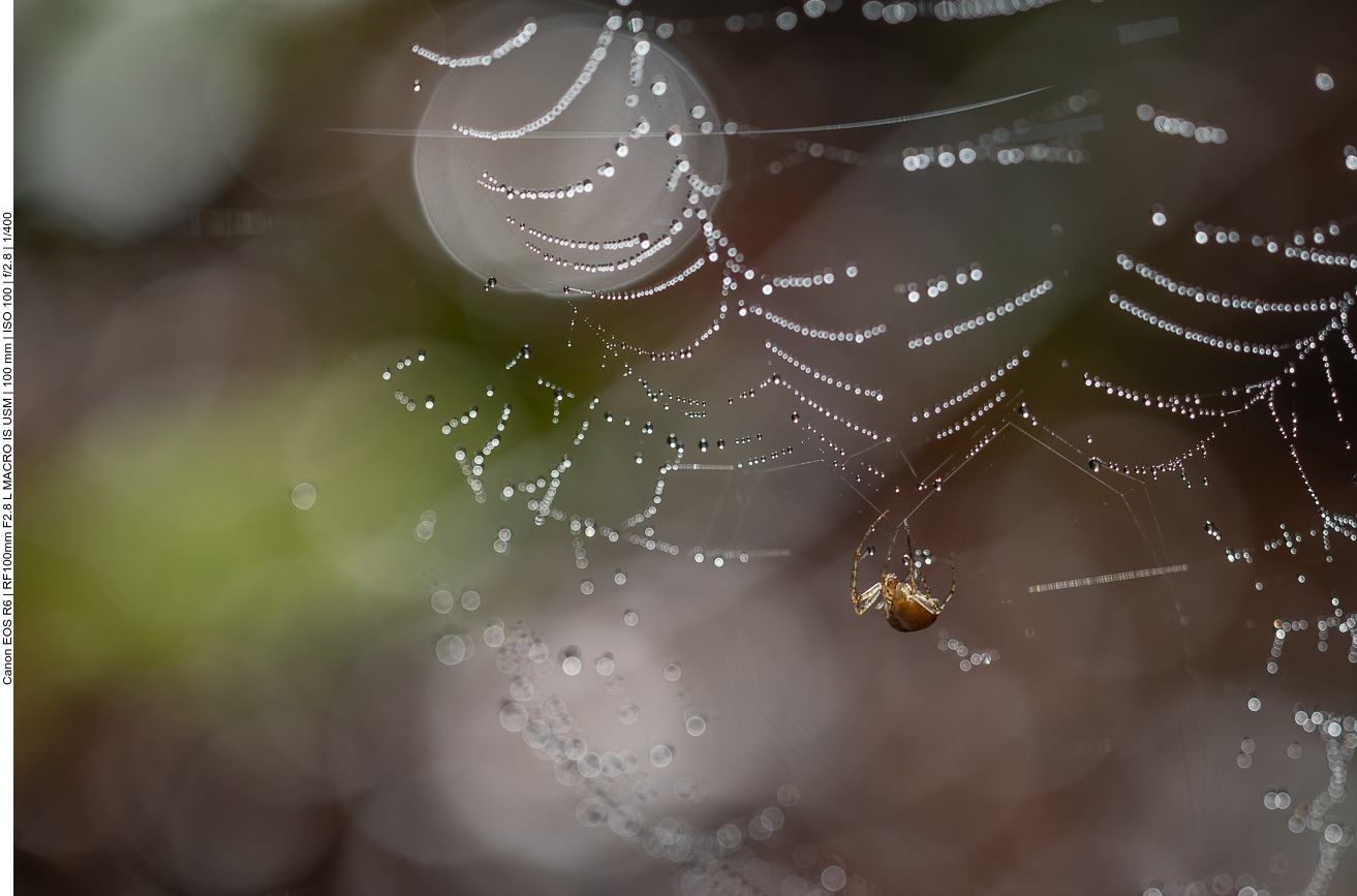 Spinne mit Netz
