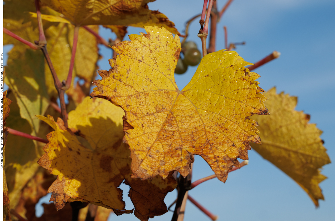 Weinblatt