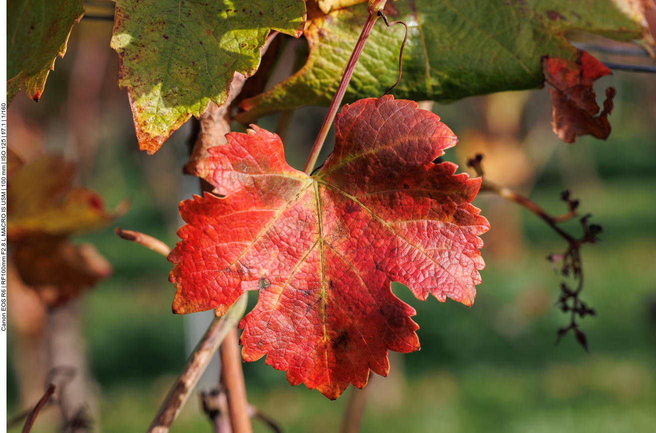 Weinblatt