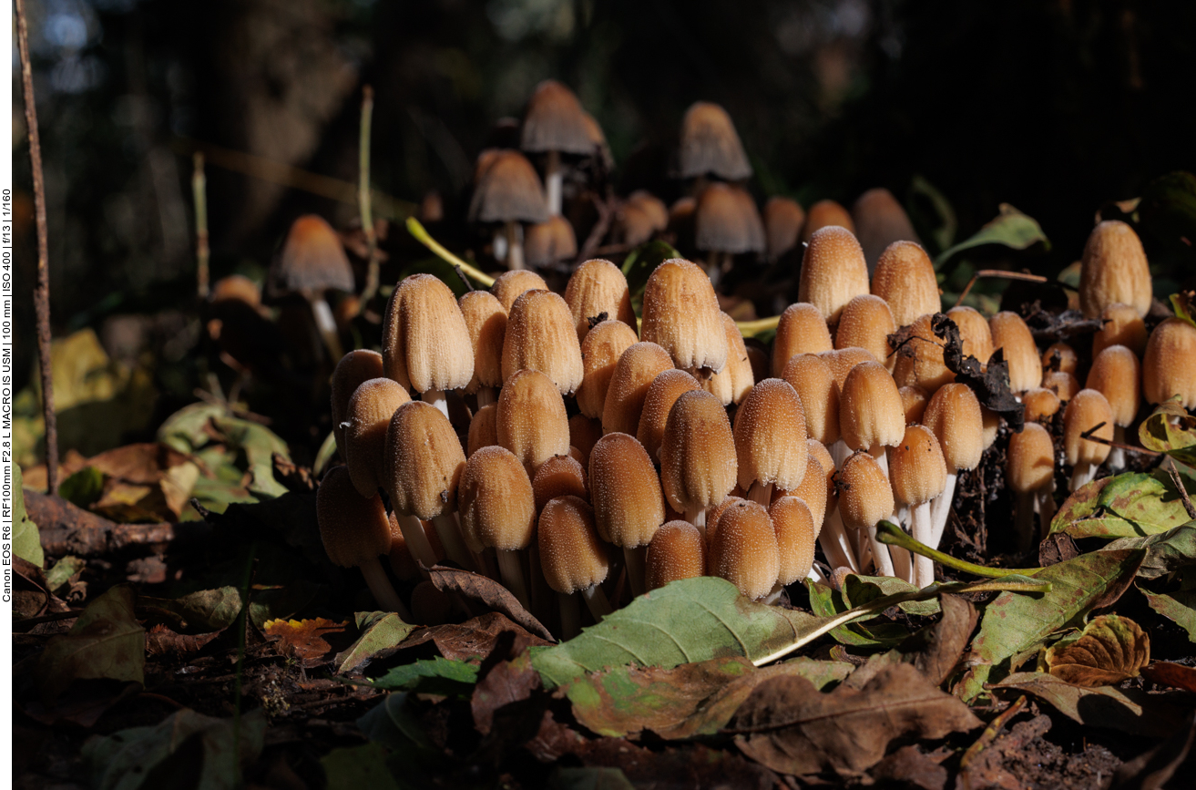 Pilze im Wald