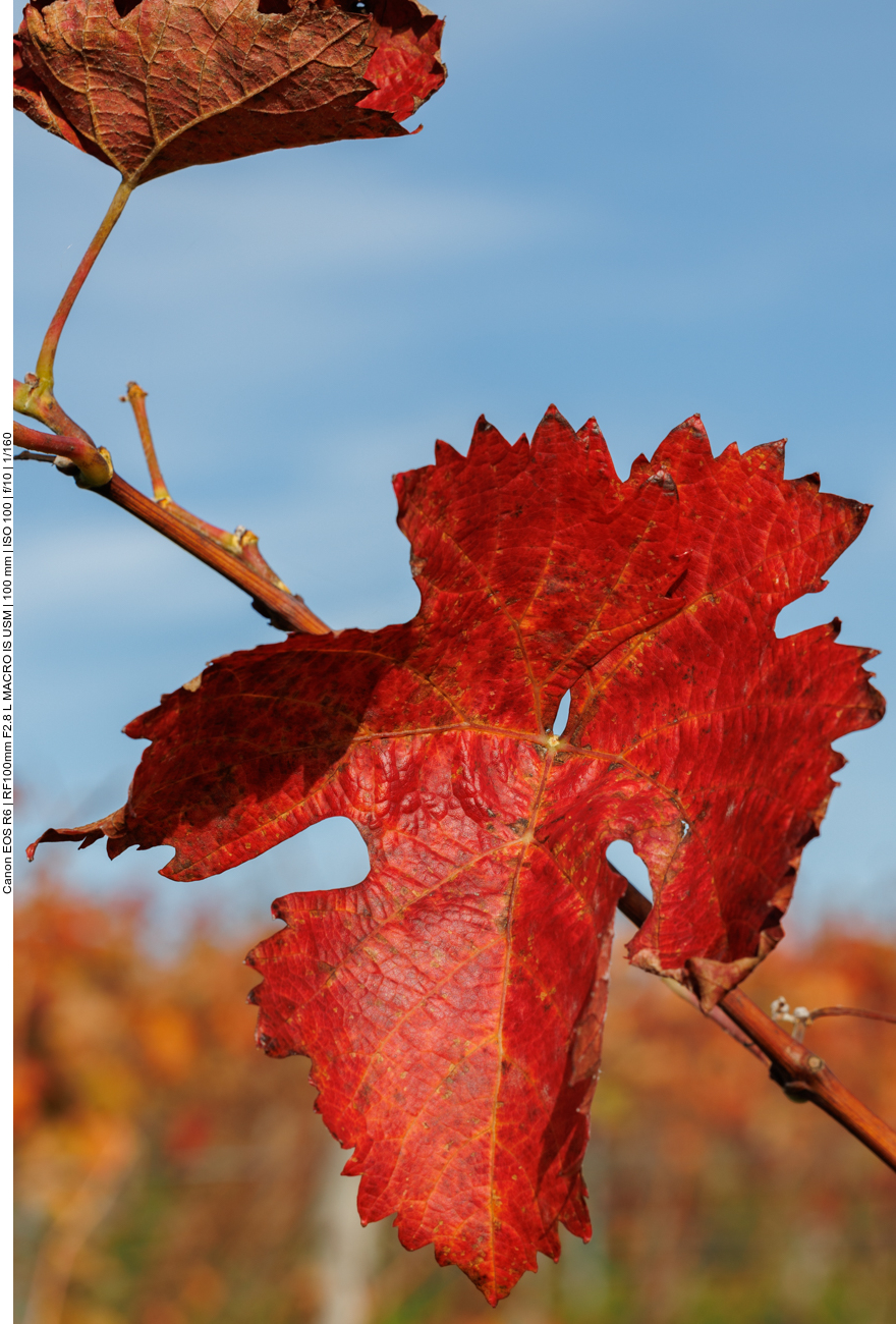 Herrliches Rot