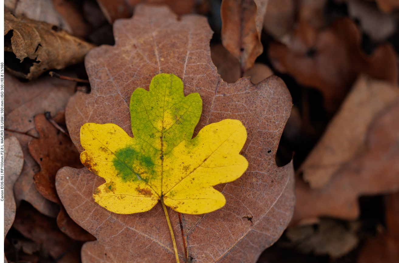 Herbstgruß