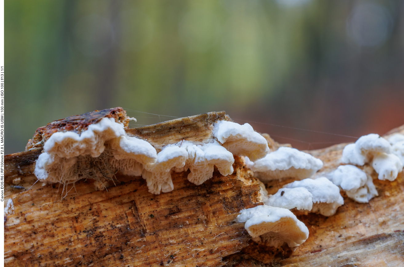 Pilze am Altholz