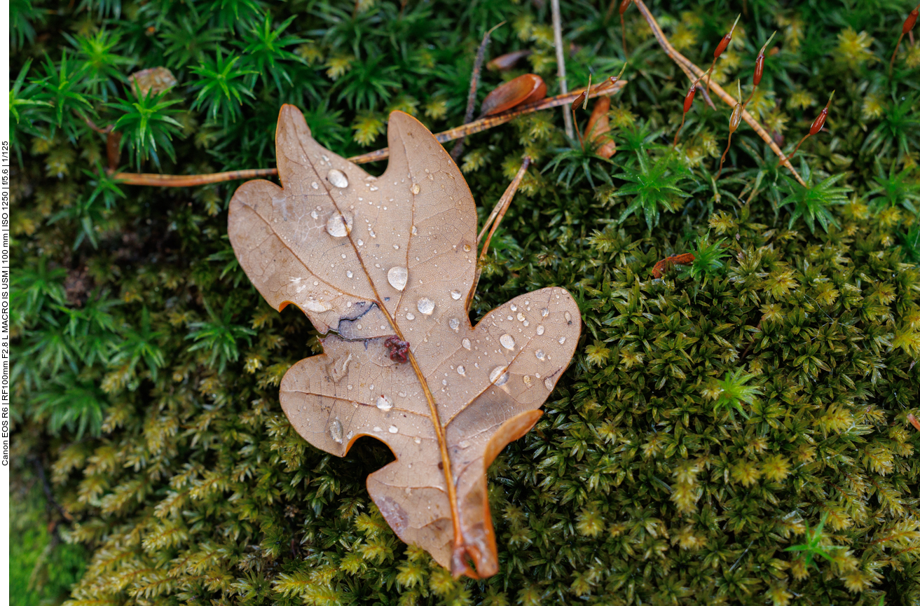 Herbstliches Blatt