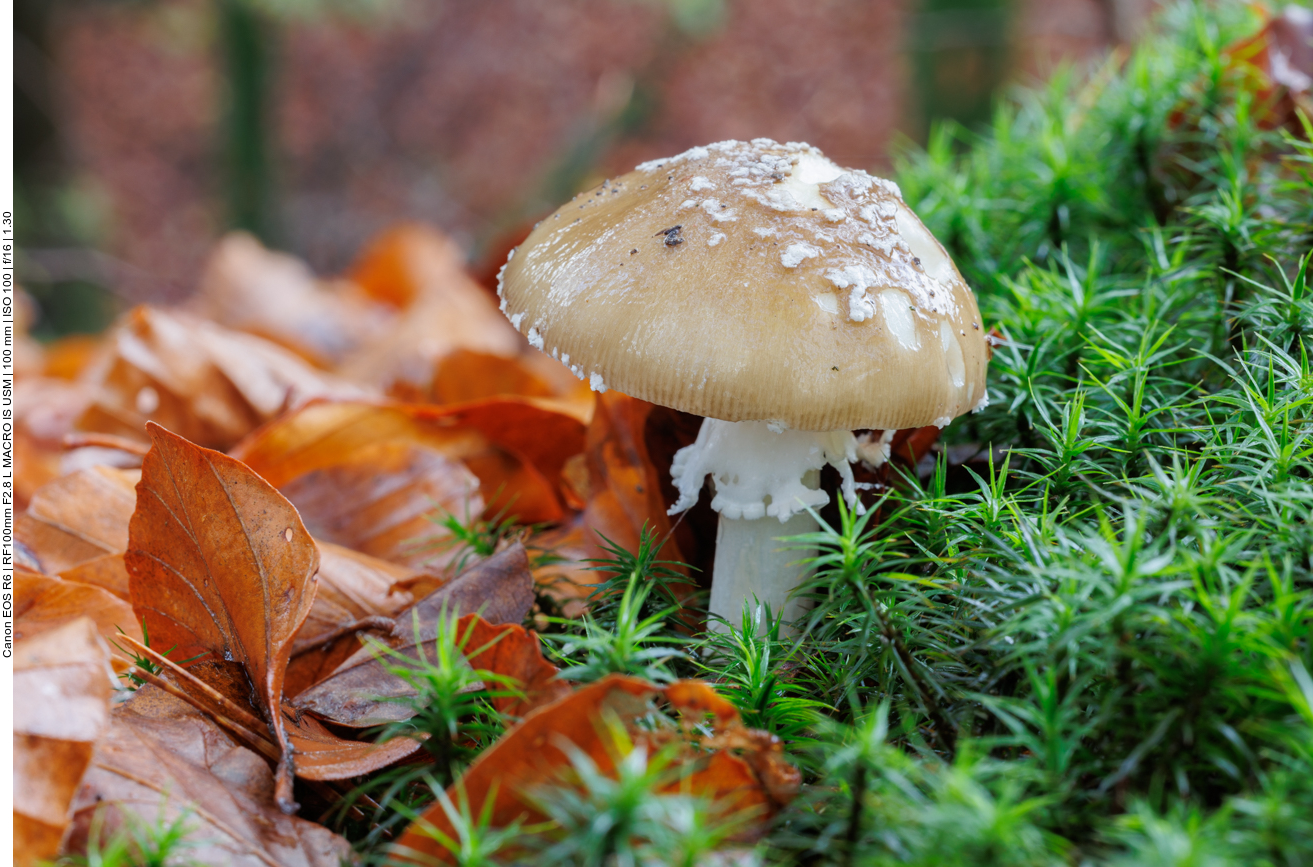 Pilz im Moos