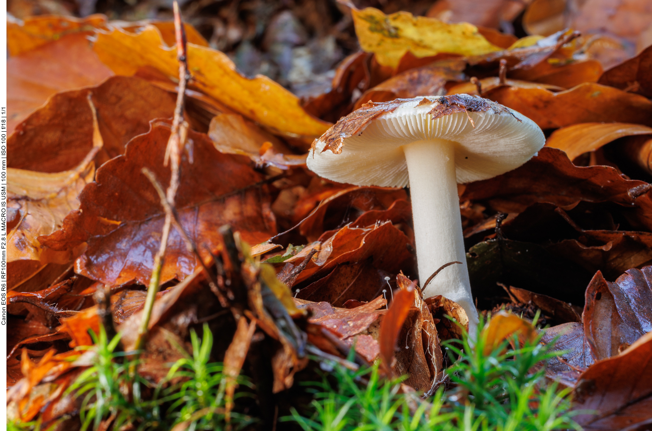 Pilz im Laub