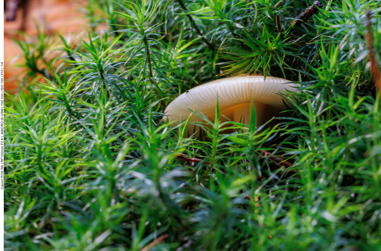 Pilz im Moos