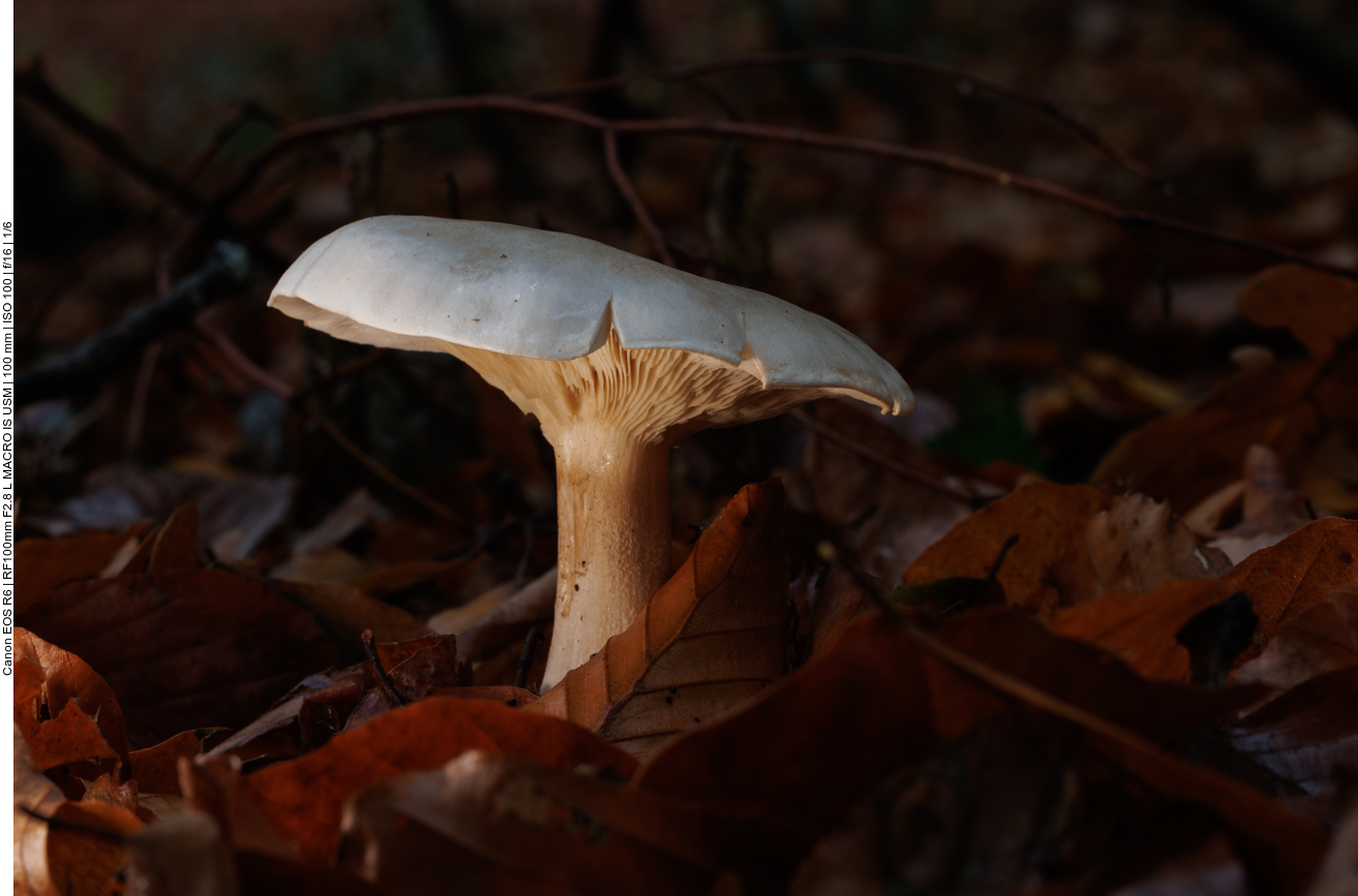 Pilz im Laub