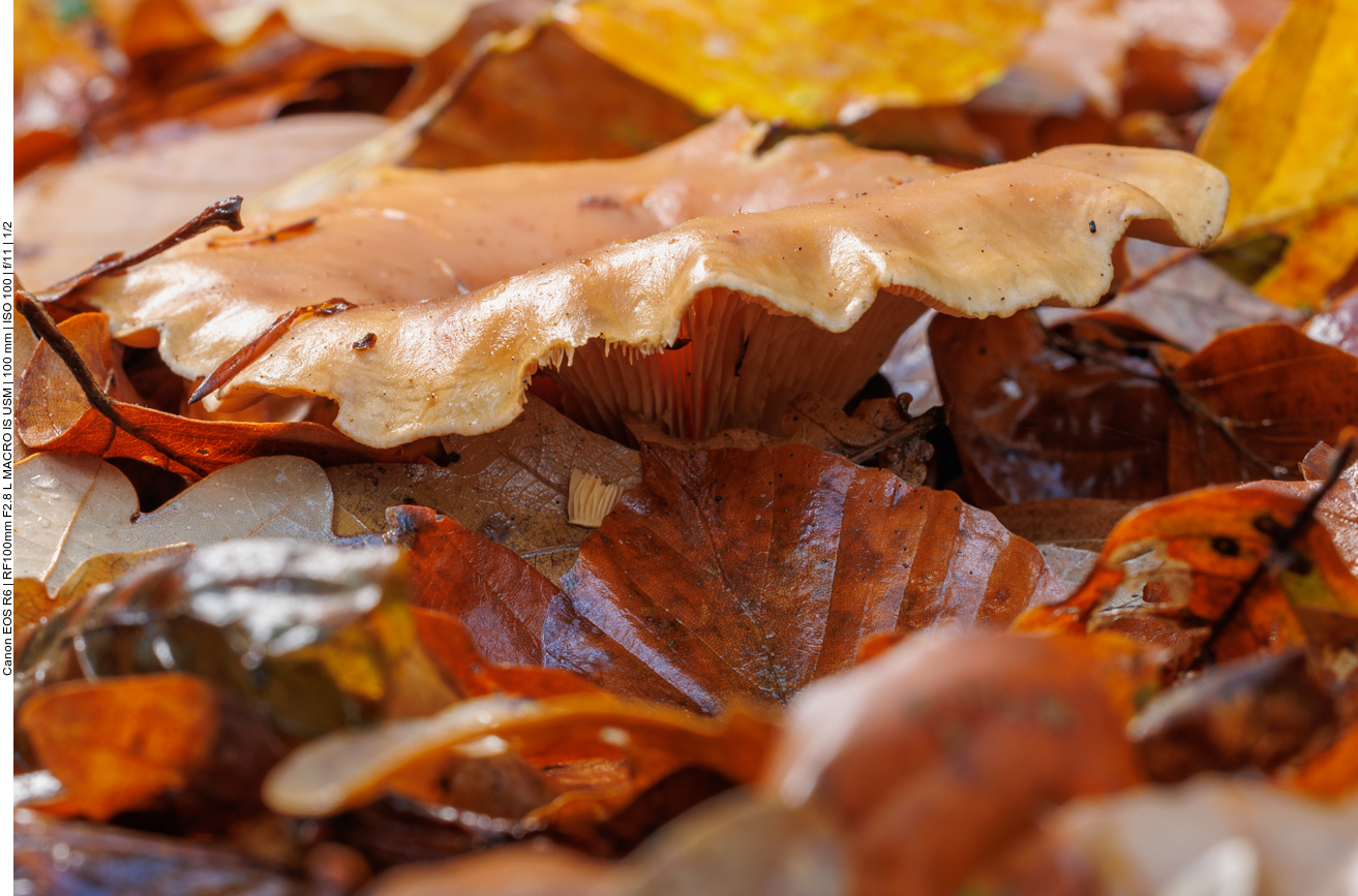 Pilz im Laub