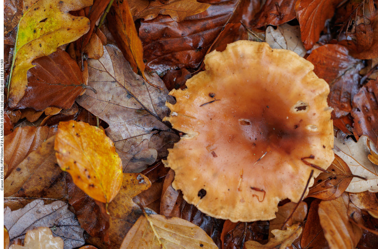 Pilz im Laub