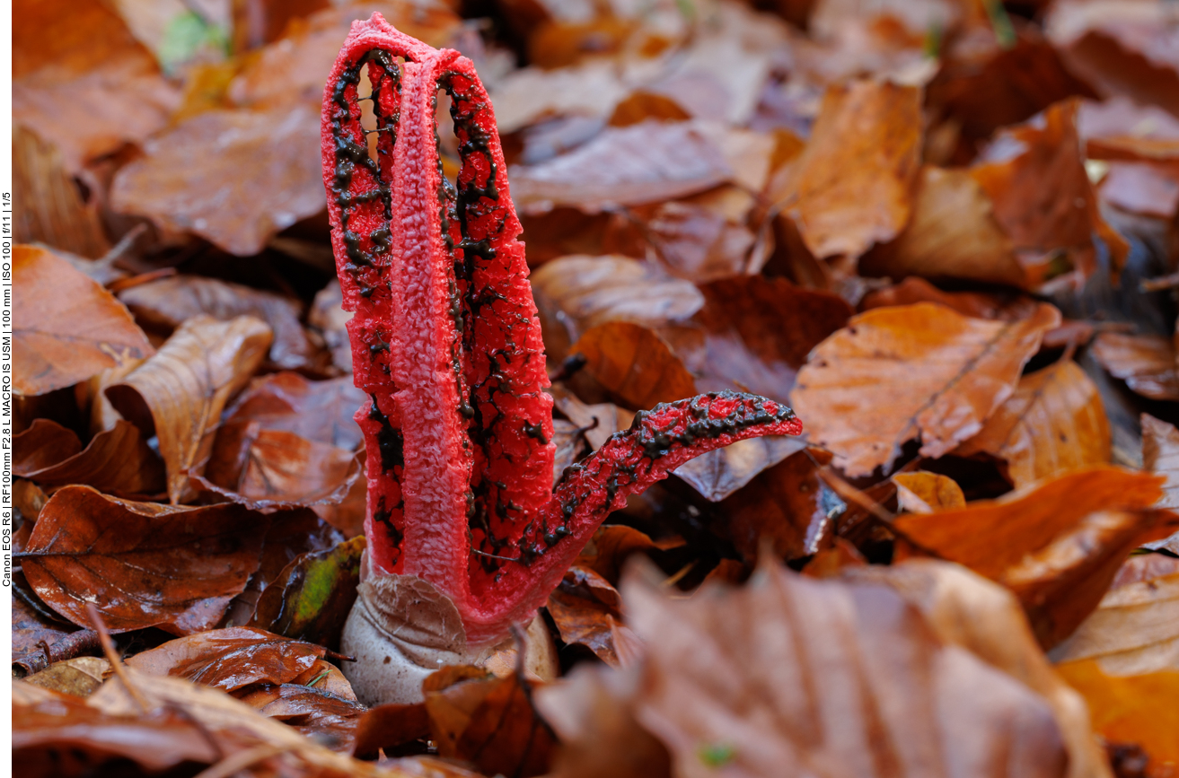 Tintenfischpilz [Clathrus archeri]