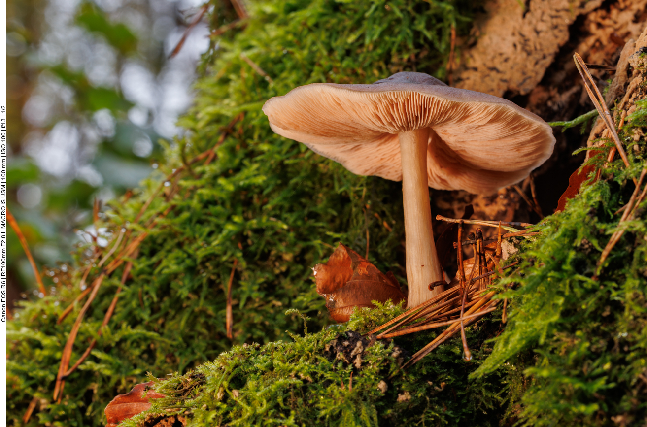 Pilz am Baumstamm
