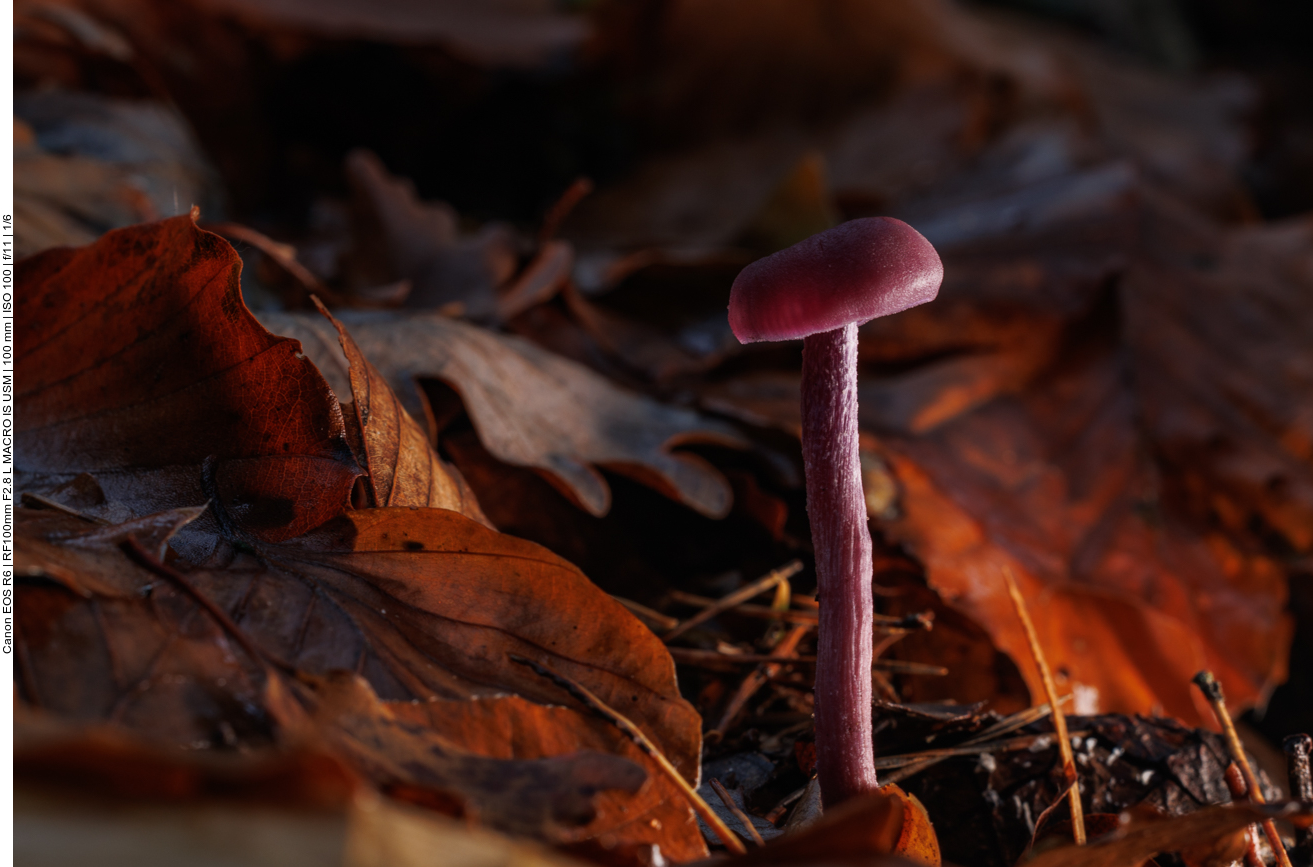 Lila Pilz im Laub