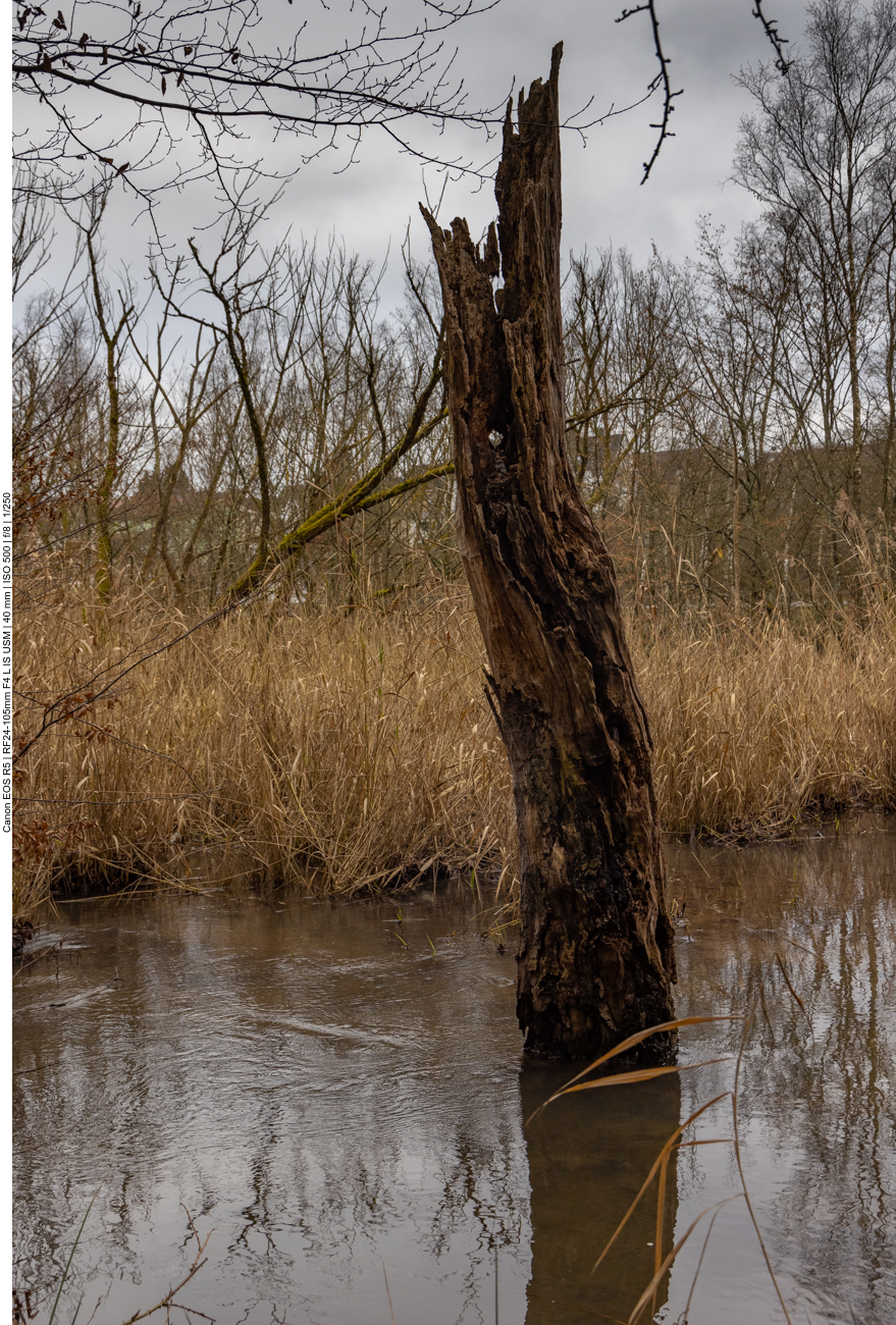 Abgestorbener Baum