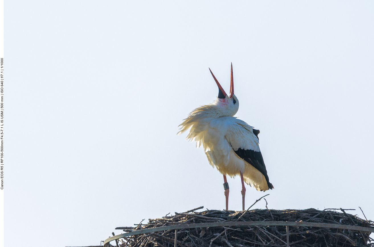 Weißstorch