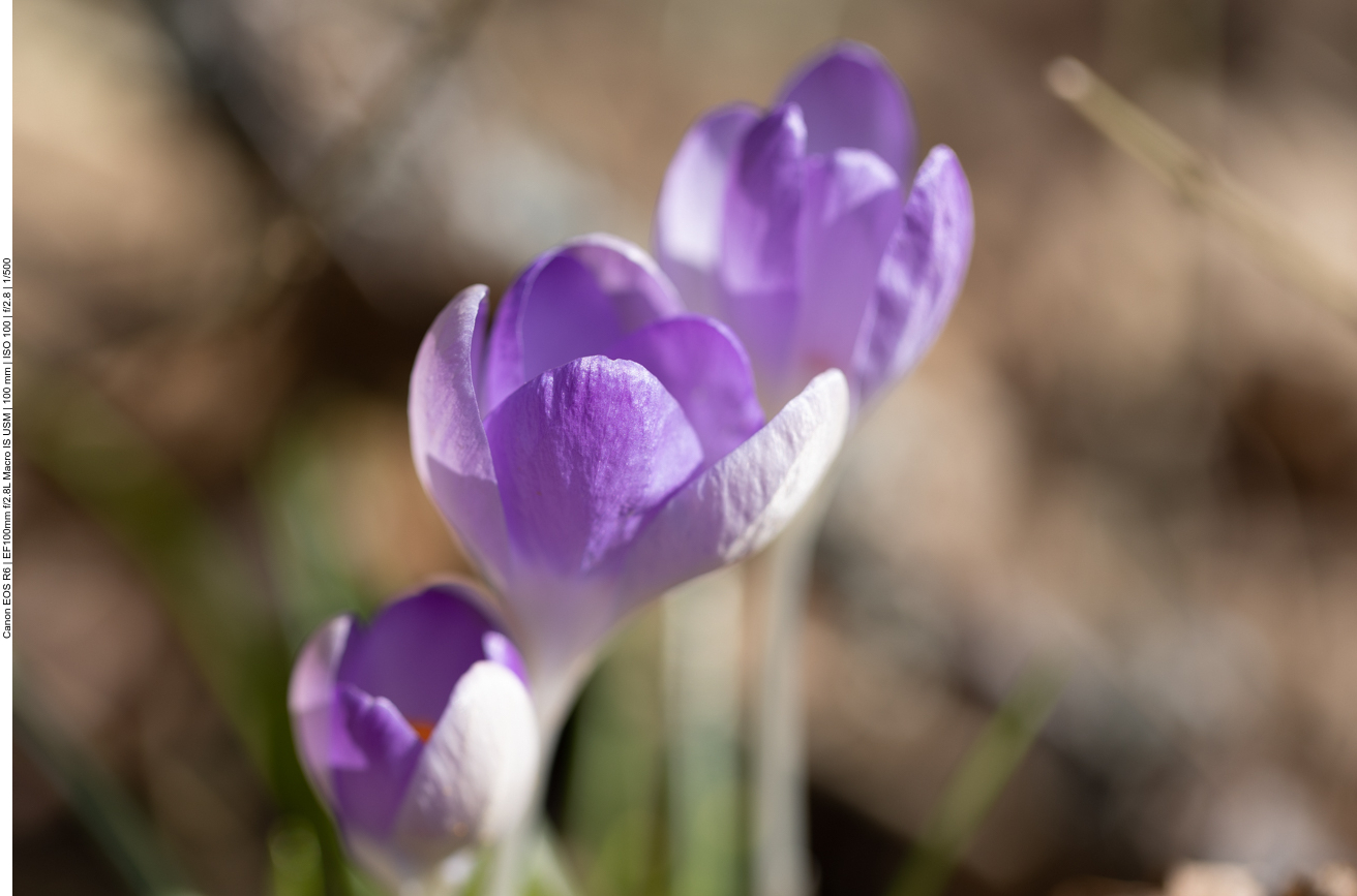 Krokusse
