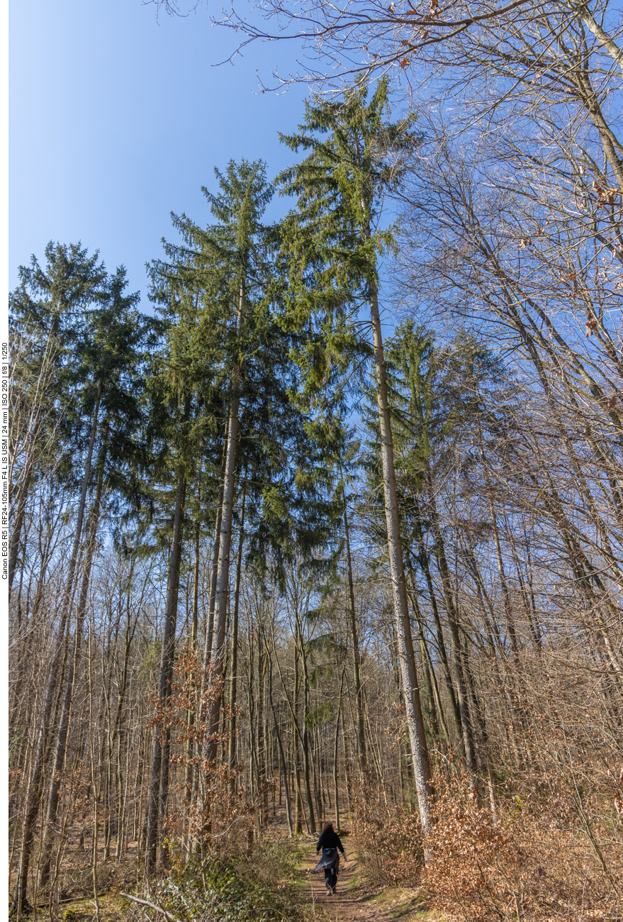 Pfad durch den Wald