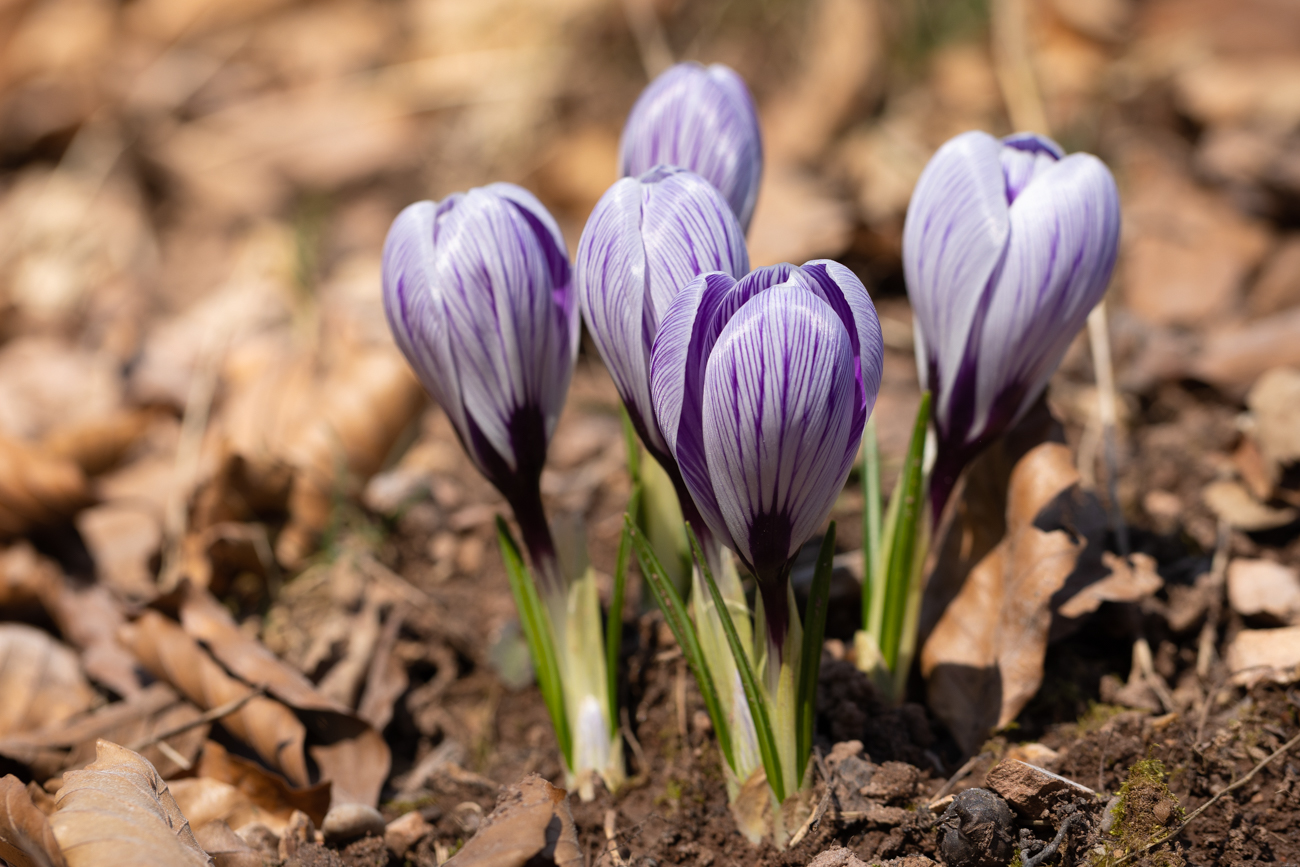 Krokusse