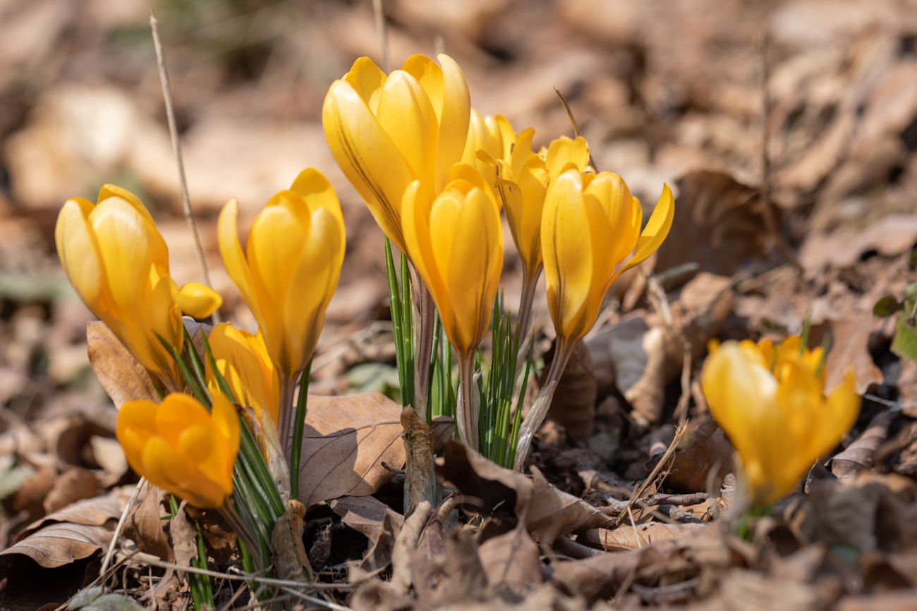 Krokusse