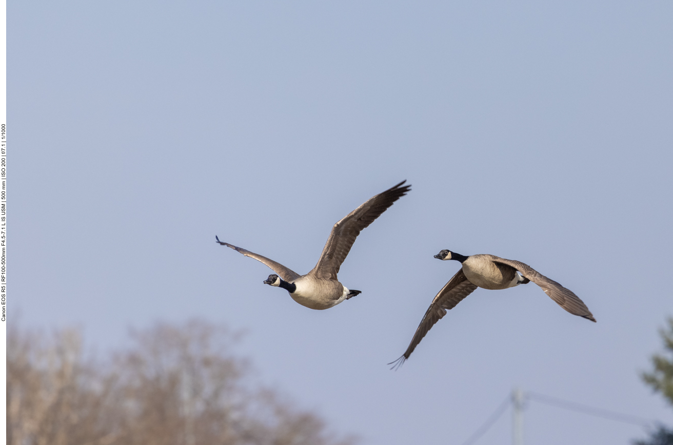 Kanadagänse im Vorbeiflug