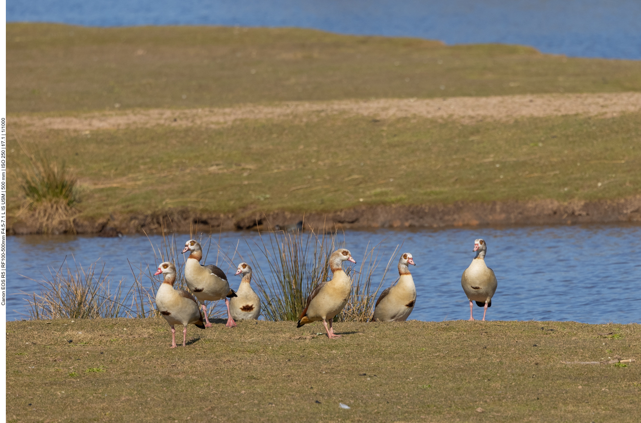 Nilgänse