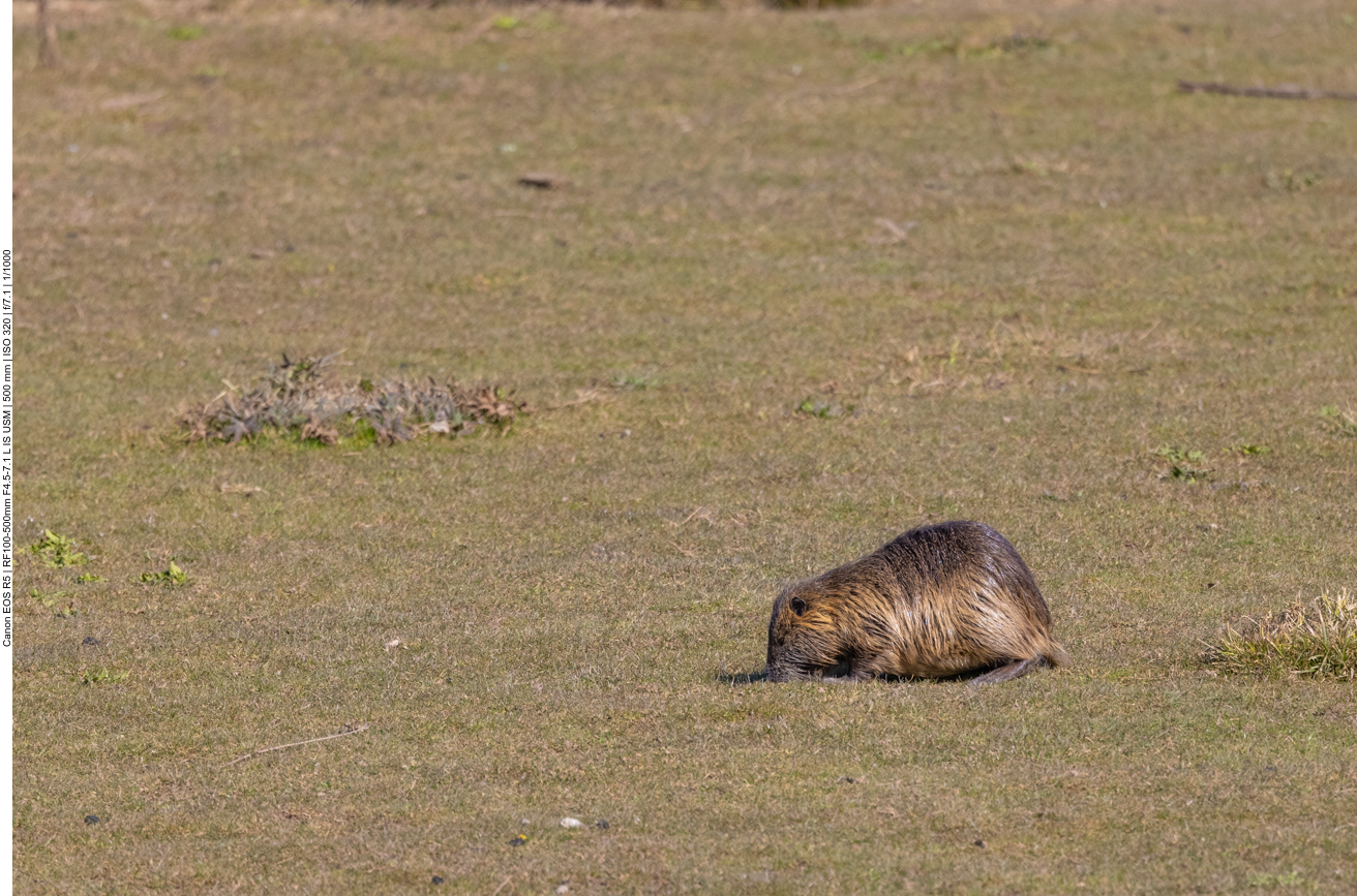 Und zum Abschluss ein Nutria