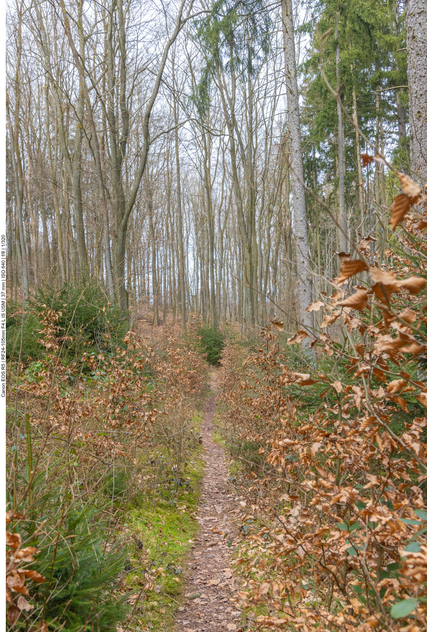 Pfad durch den Wald